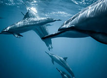 媒体人晒女篮赛场片段：女篮以第四名的成绩结束了本届亚洲杯